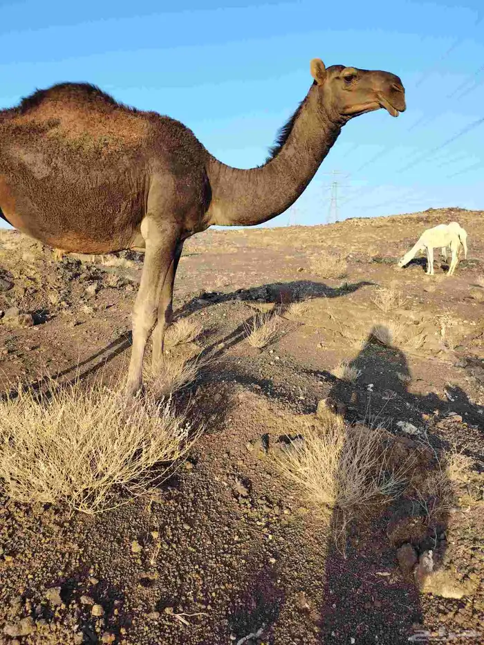 ذود بمعداتها شماليات وفيها باكستانيات 0