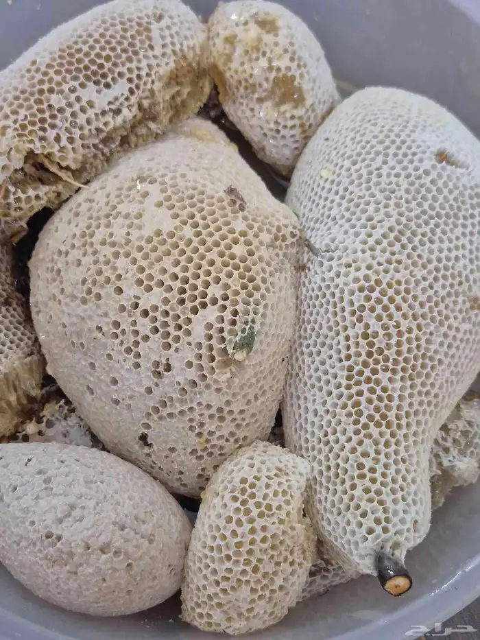 عسل سدر بري 5