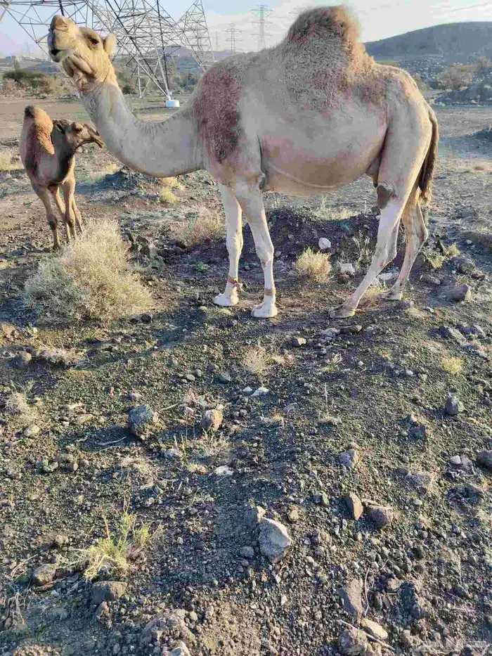 ذود بمعداتها شماليات وفيها باكستانيات 22