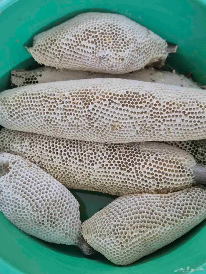 عسل سدر بري 3