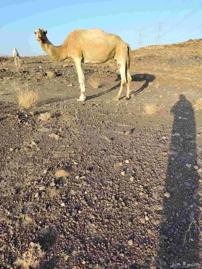 ذود بمعداتها شماليات وفيها باكستانيات 9