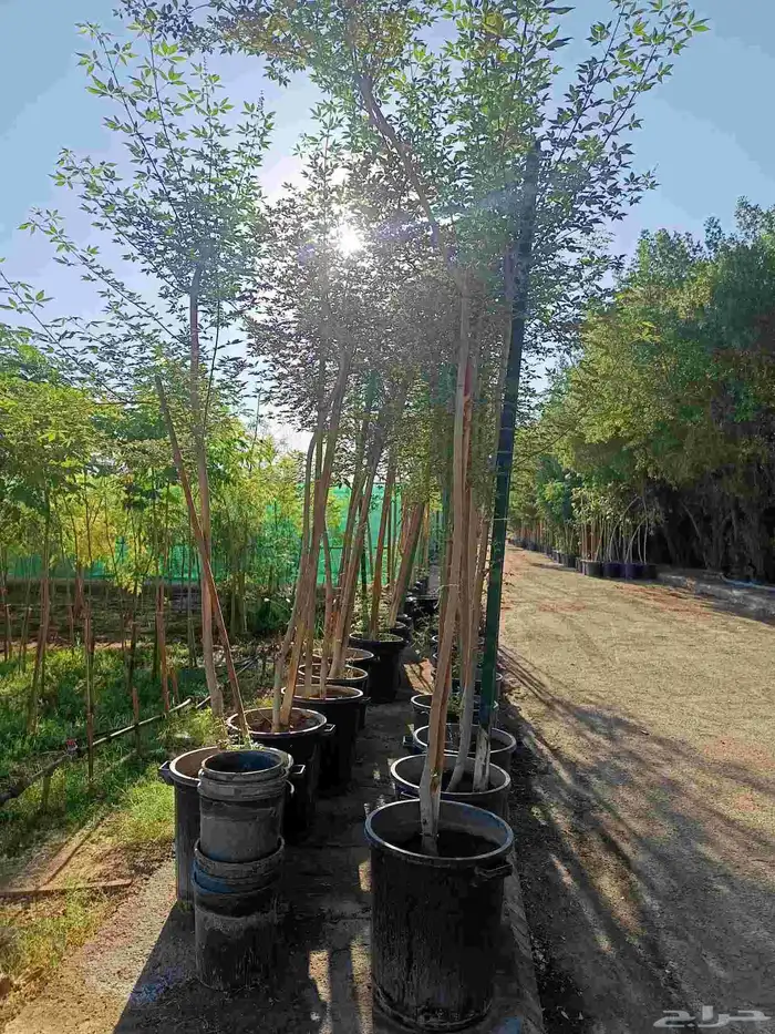 جميع احجام الأشجار والنباتات داخل المدينه المنوره 3