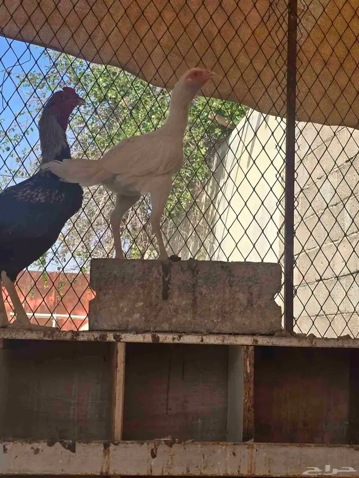 طقم دجاج بكستاني على شامو 3