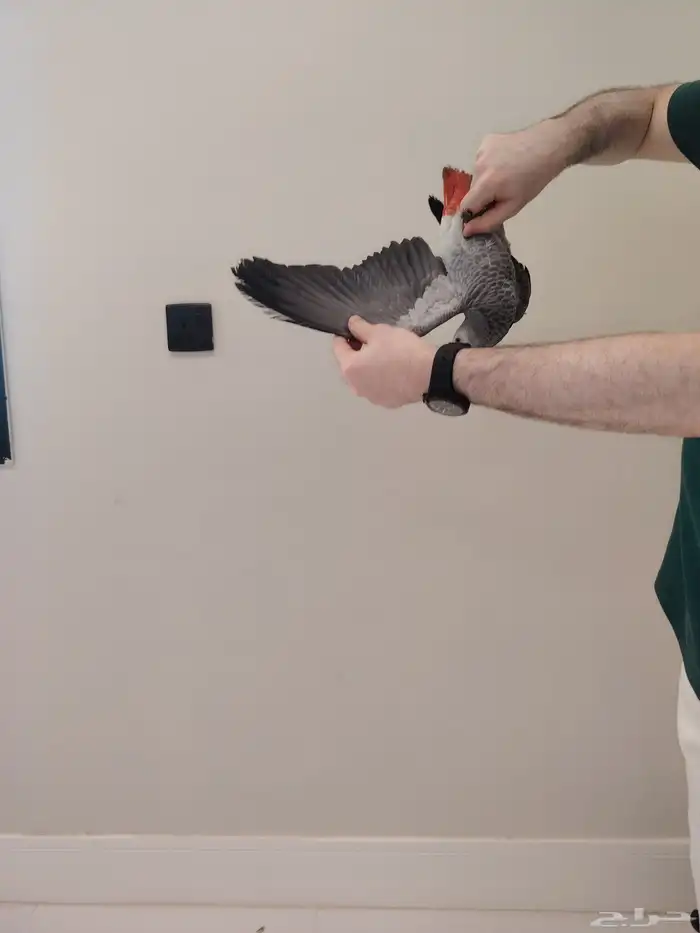 فرخ كاسكو ((تم البيع)) 2