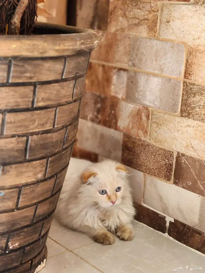 قطه سكوتش فولد أنثى 0