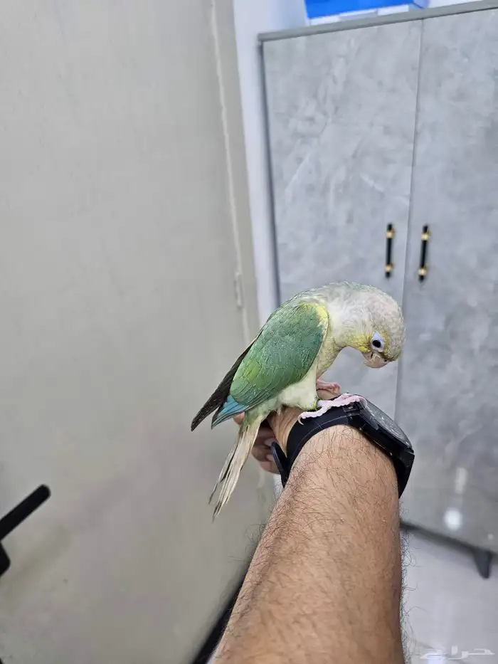 كنيور تركواز 1