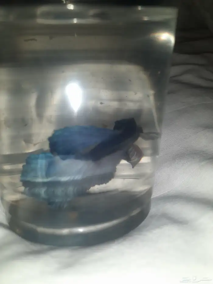 سمك الفايتر 1