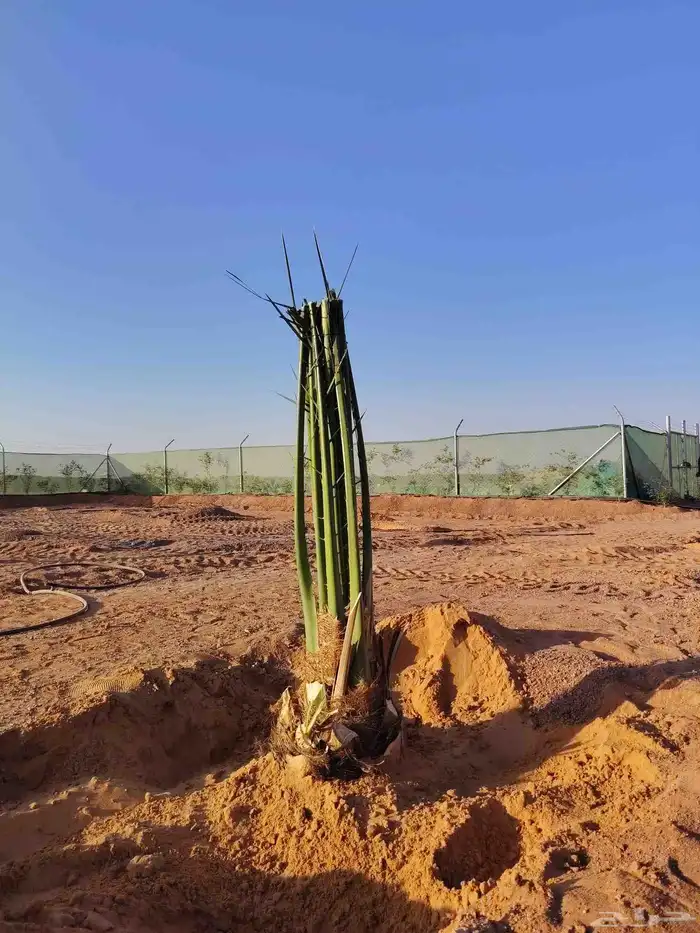 توريد وتكريب اتنضيف الخيل 1