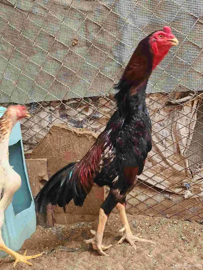 ديك شامو ياباني عمر سنه ثلاثه شهور الموقع القنفذة 1