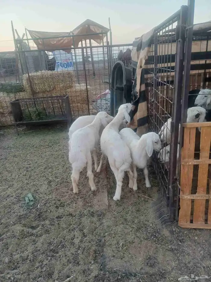 رخال مقاني للبيع 4