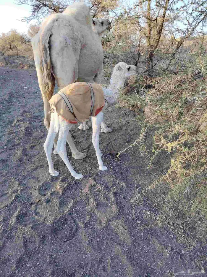 ذود بمعداتها شماليات وفيها باكستانيات 3