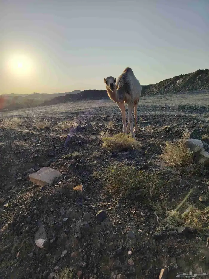 ذود بمعداتها شماليات وفيها باكستانيات 20