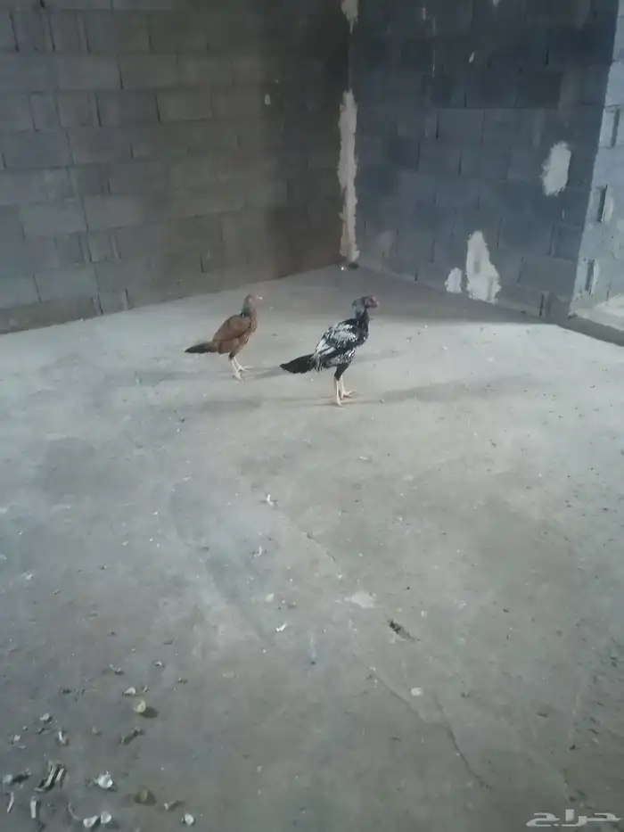 دجاج للبيع 0