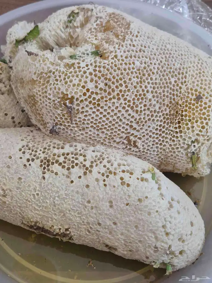 عسل سدر بري 0