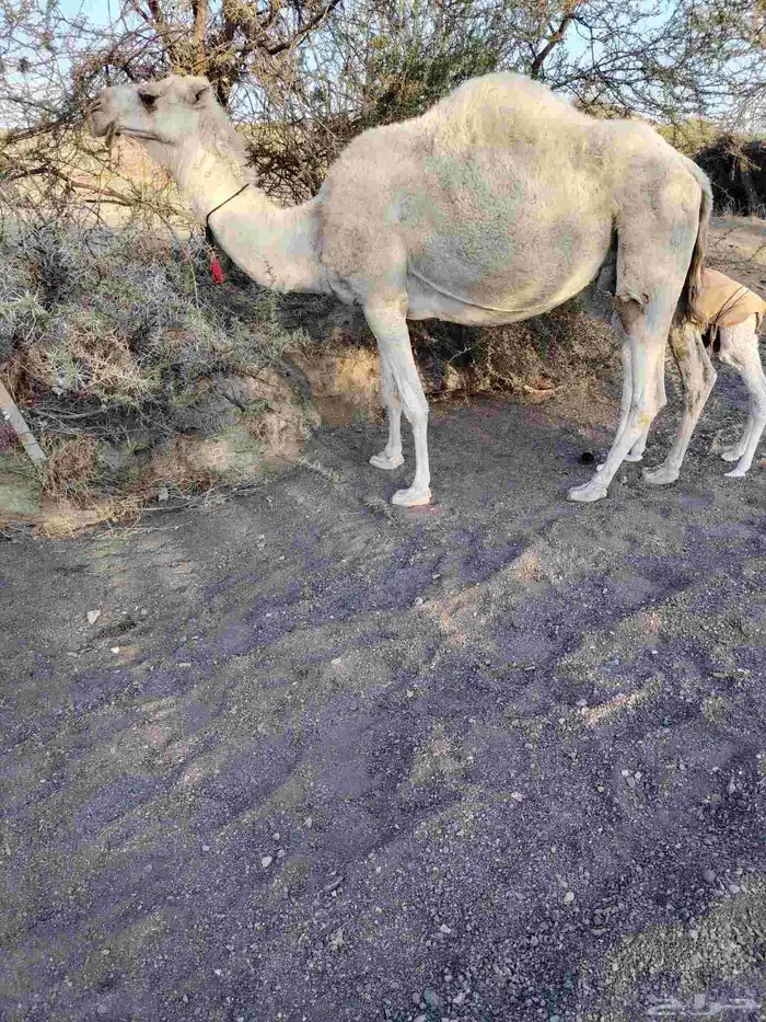 ذود بمعداتها شماليات وفيها باكستانيات 6