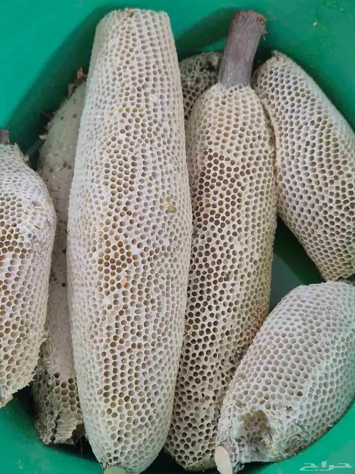 عسل سدر بري 4