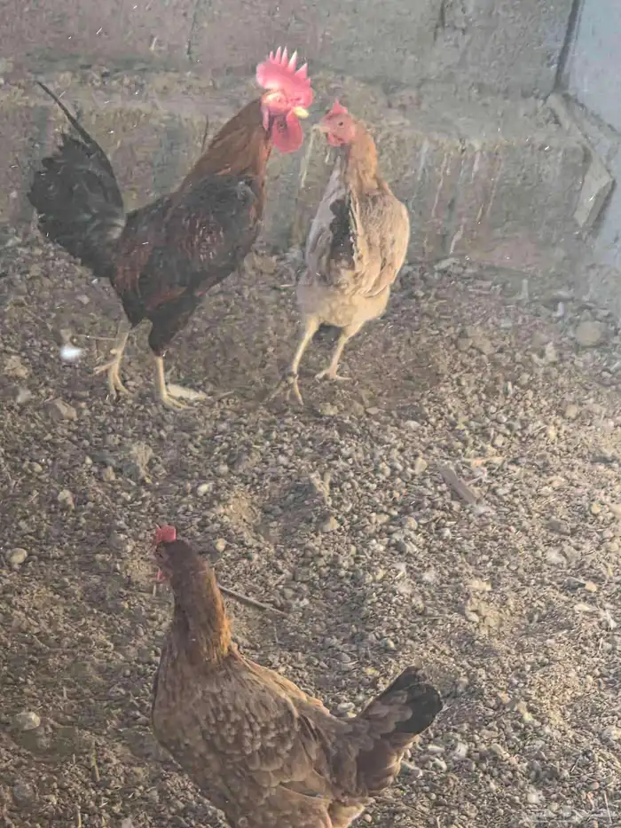 دجاج بلدي للبيع 2