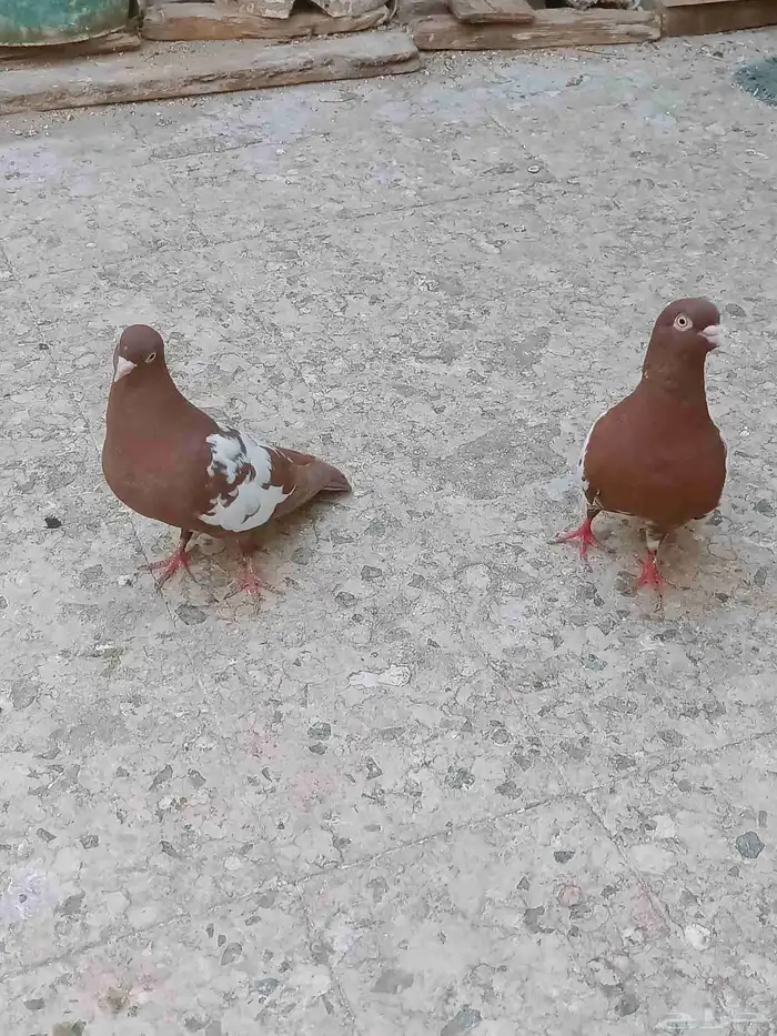 حمام سوري للبيع 0