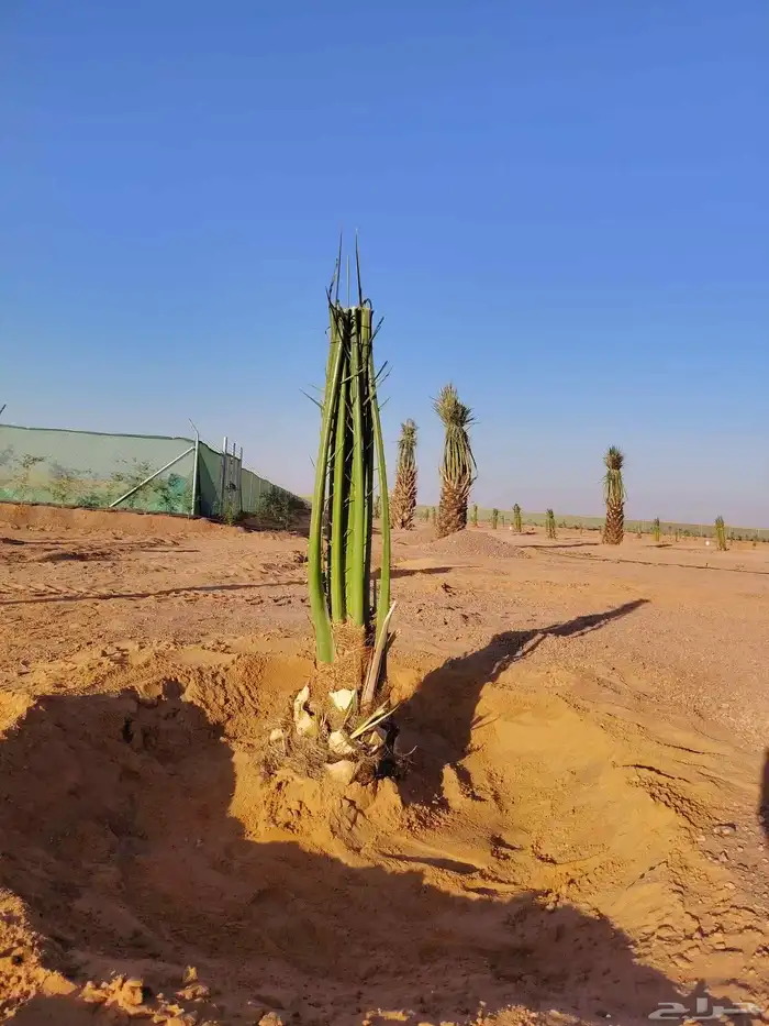 توريد وتكريب اتنضيف الخيل 0