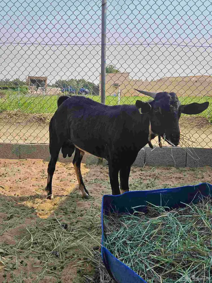 تييس جنوبي احو فحل جذع 4