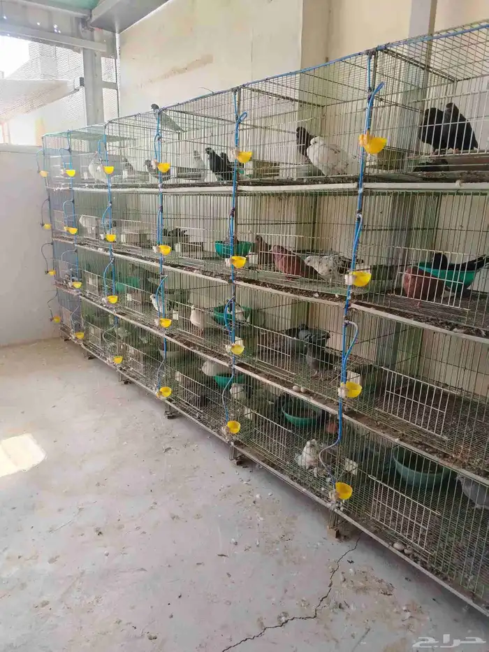 محاكر او خانات حمام صناعه مصريه 1