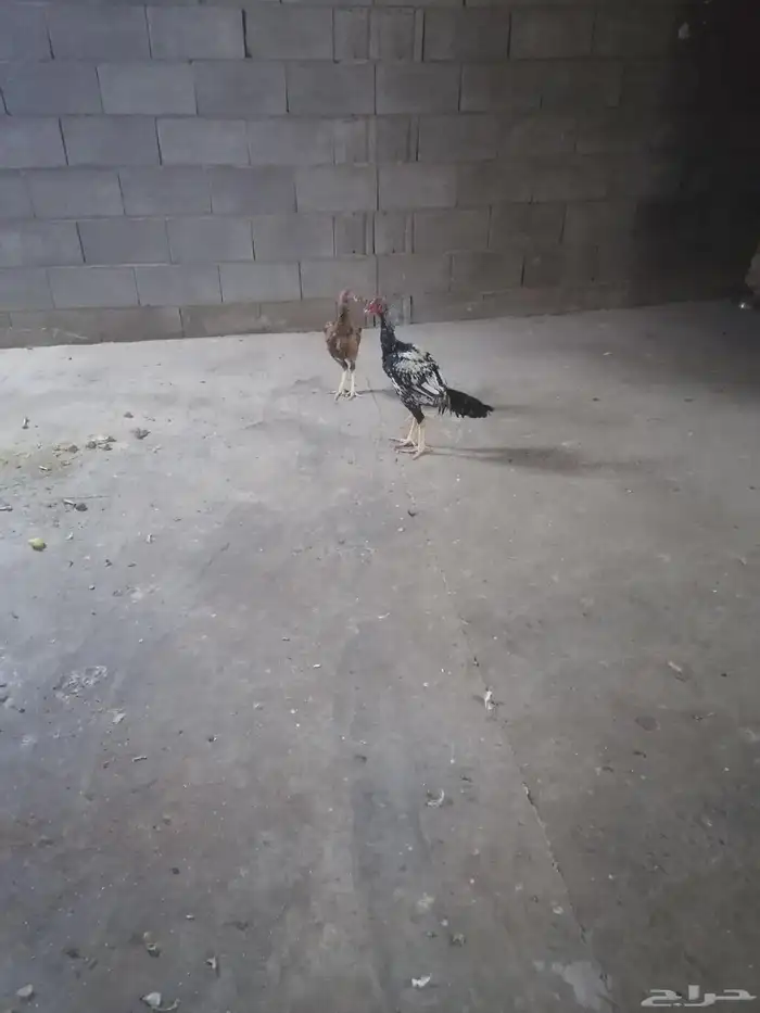 دجاج للبيع 1