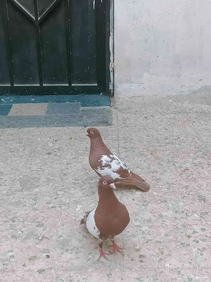 حمام سوري للبيع 2