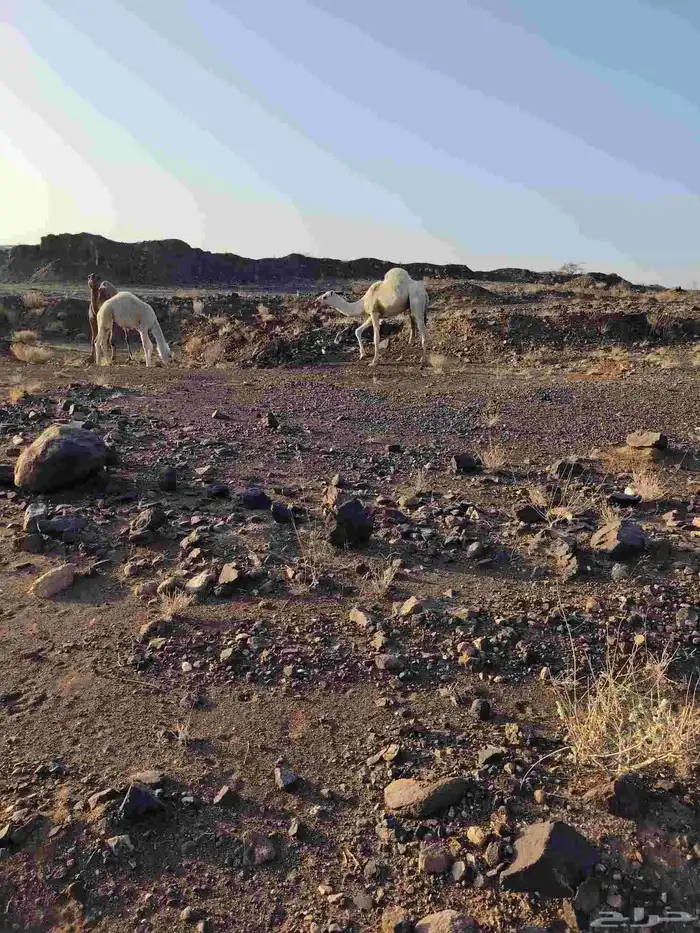 ذود بمعداتها شماليات وفيها باكستانيات 21