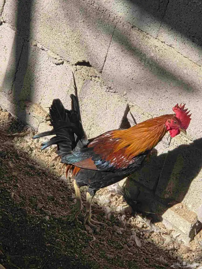 دجاج بلدي للبيع 1