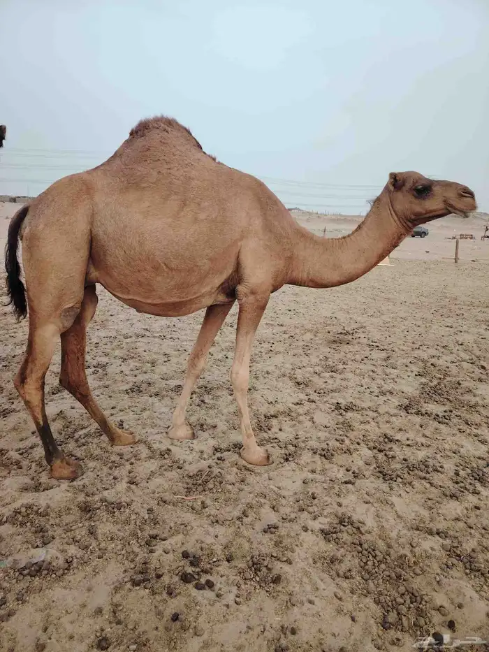 ابل مداني مقربات 2