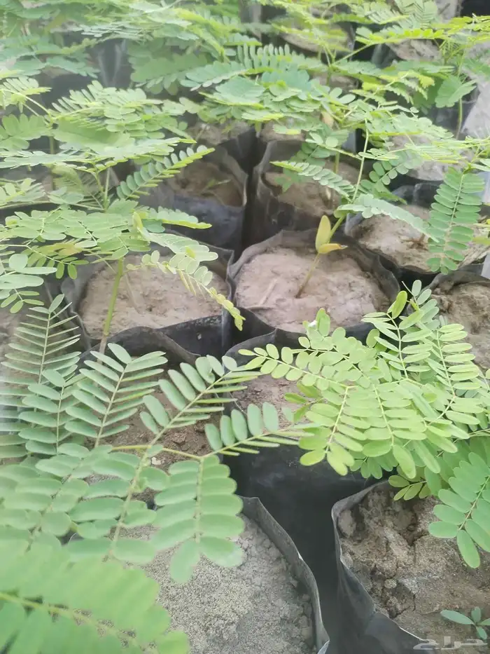 شتلات جملة فقط 0