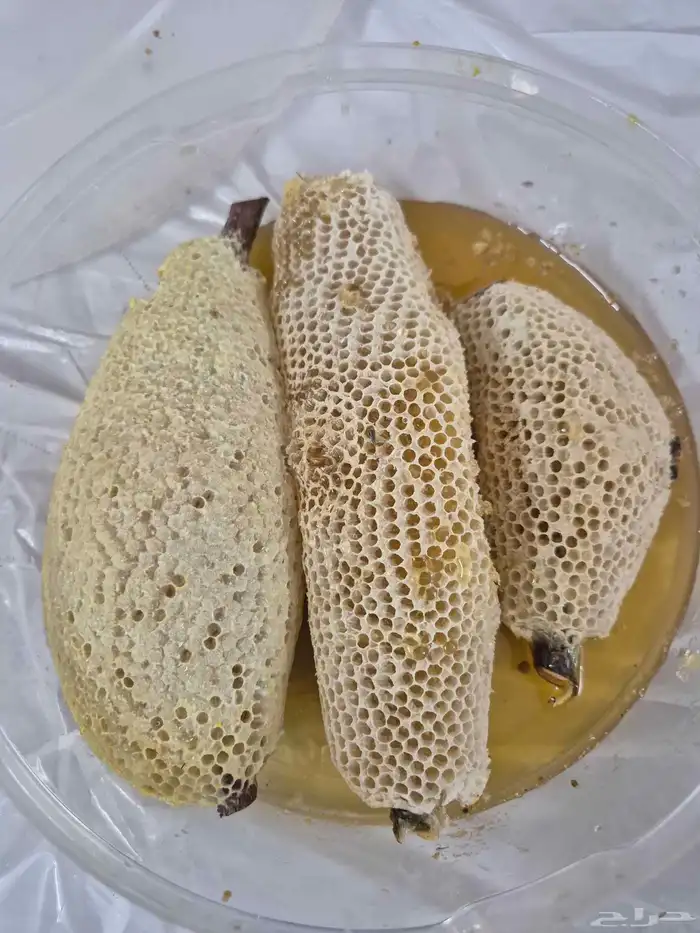 عسل سدر بري 8