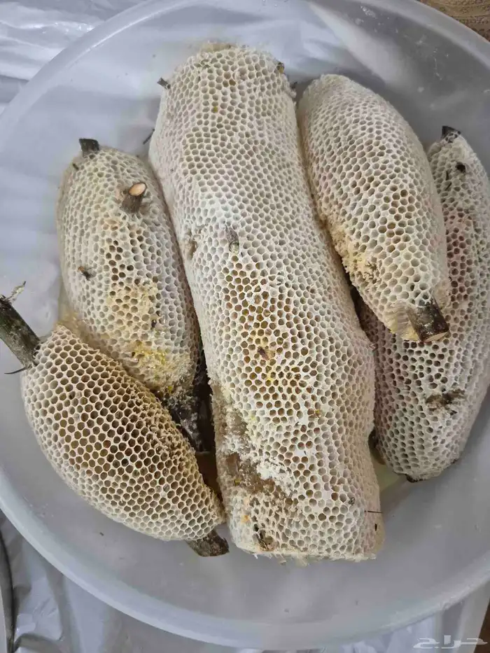 عسل سدر بري 6