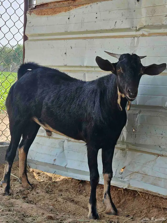 تييس جنوبي احو فحل جذع 0