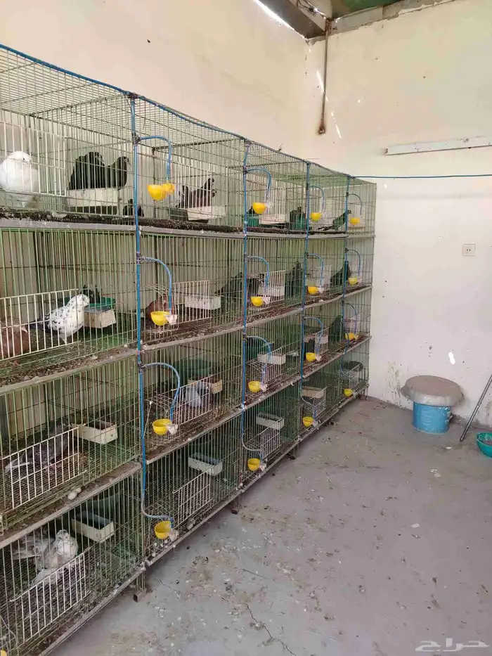 محاكر او خانات حمام صناعه مصريه 0