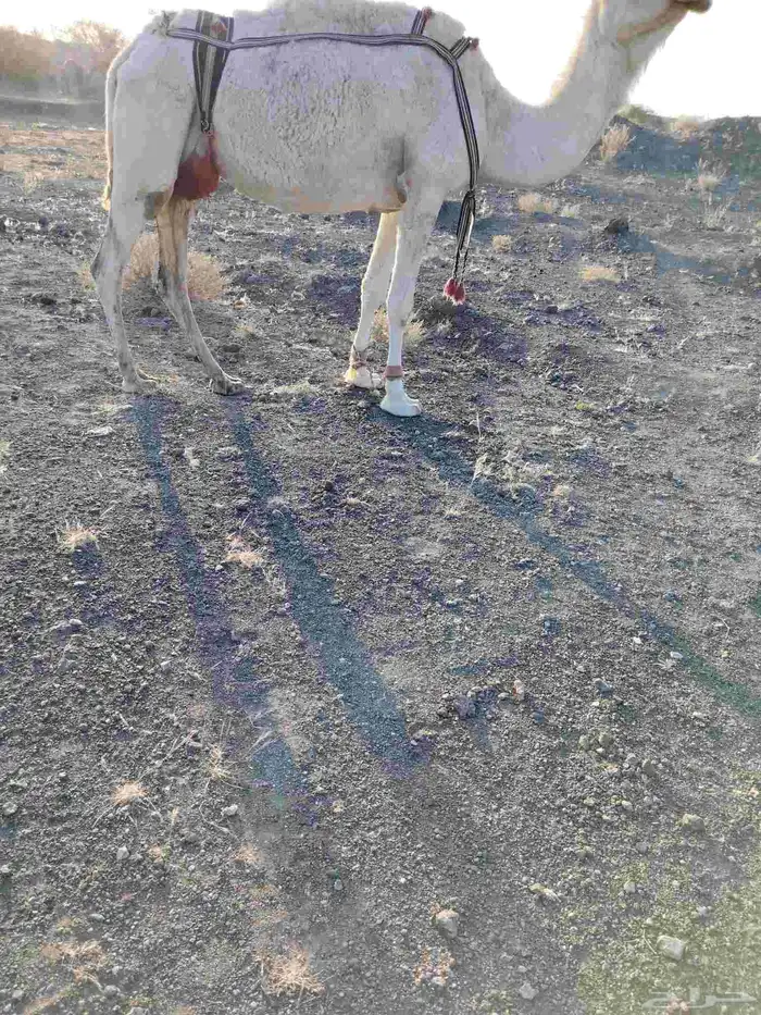 ذود بمعداتها شماليات وفيها باكستانيات 7