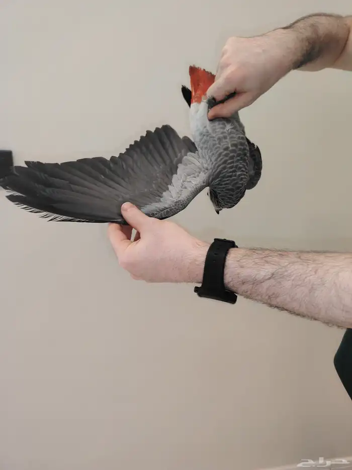 فرخ كاسكو ((تم البيع)) 1