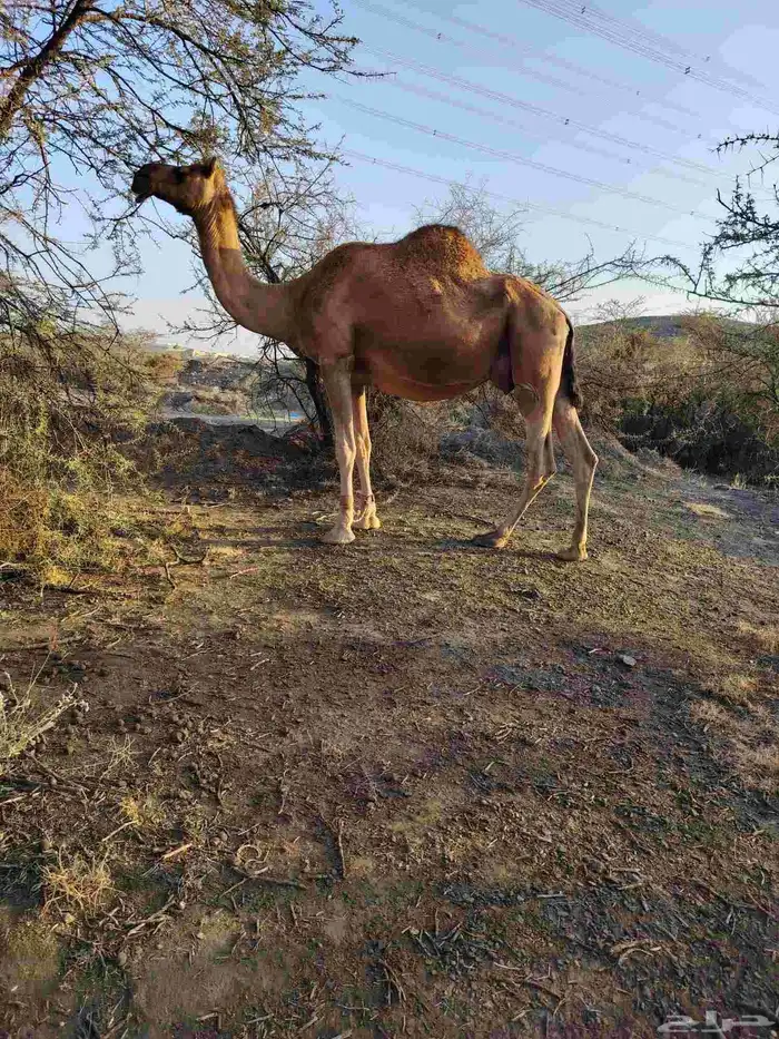 ذود بمعداتها شماليات وفيها باكستانيات 19