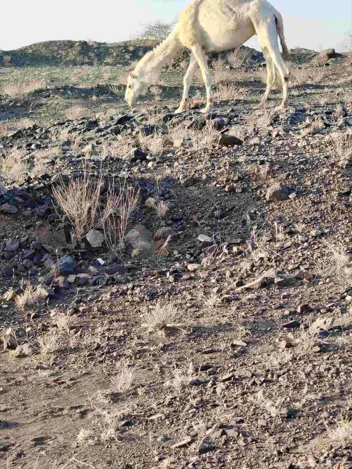 ذود بمعداتها شماليات وفيها باكستانيات 8