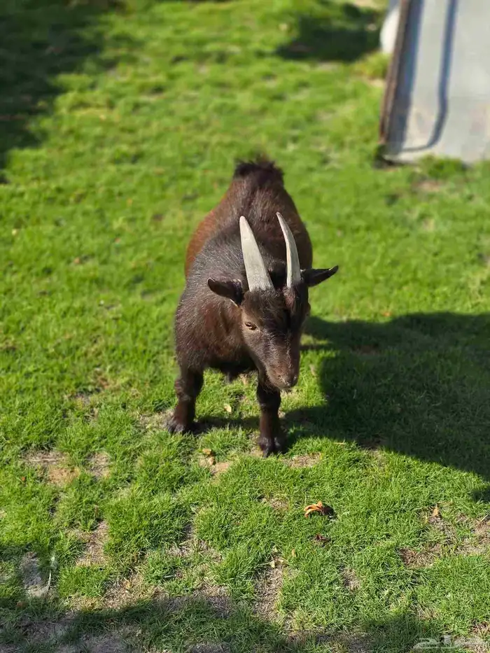 فحل ماعز قزمي 0