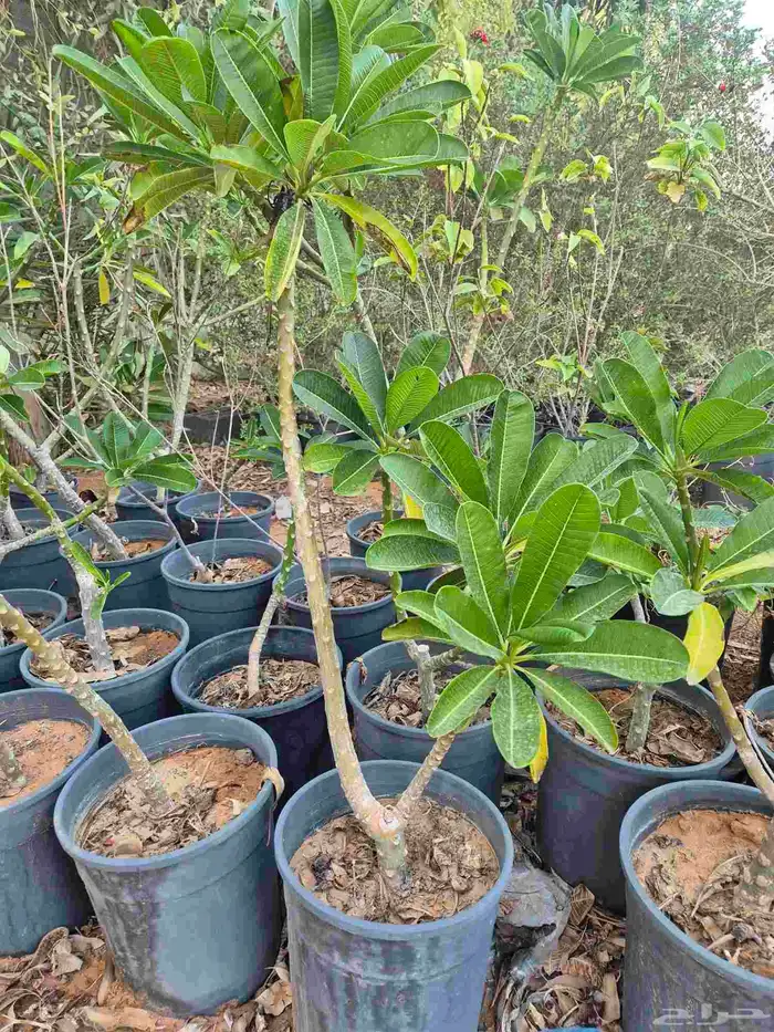 اشجار ياسمين هندي 0