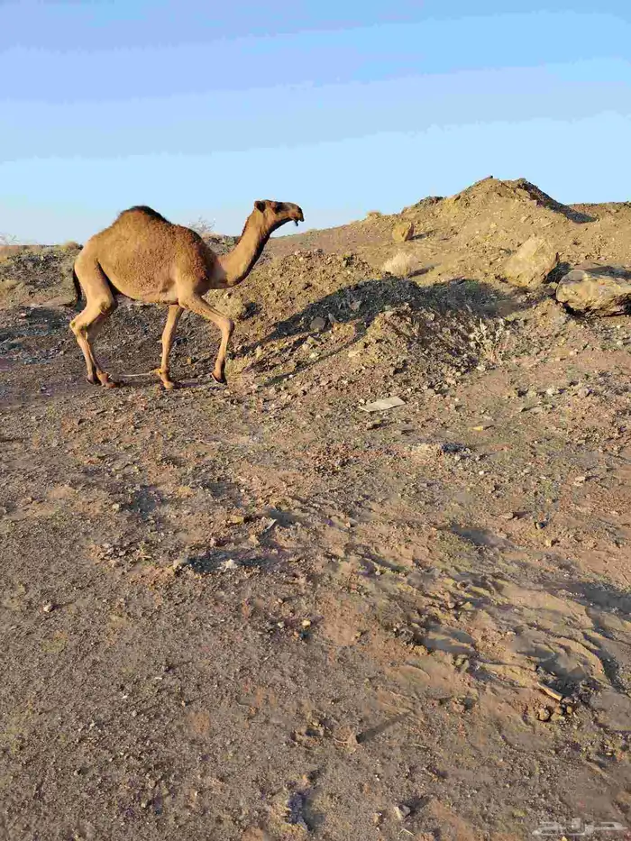 ذود بمعداتها شماليات وفيها باكستانيات 15