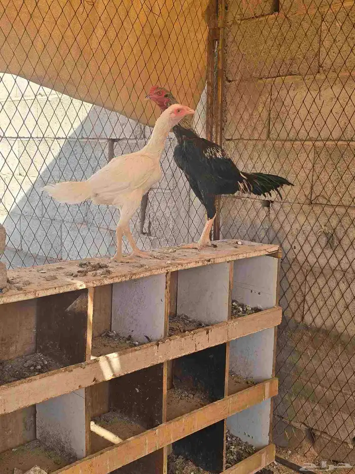 طقم دجاج بكستاني على شامو 5