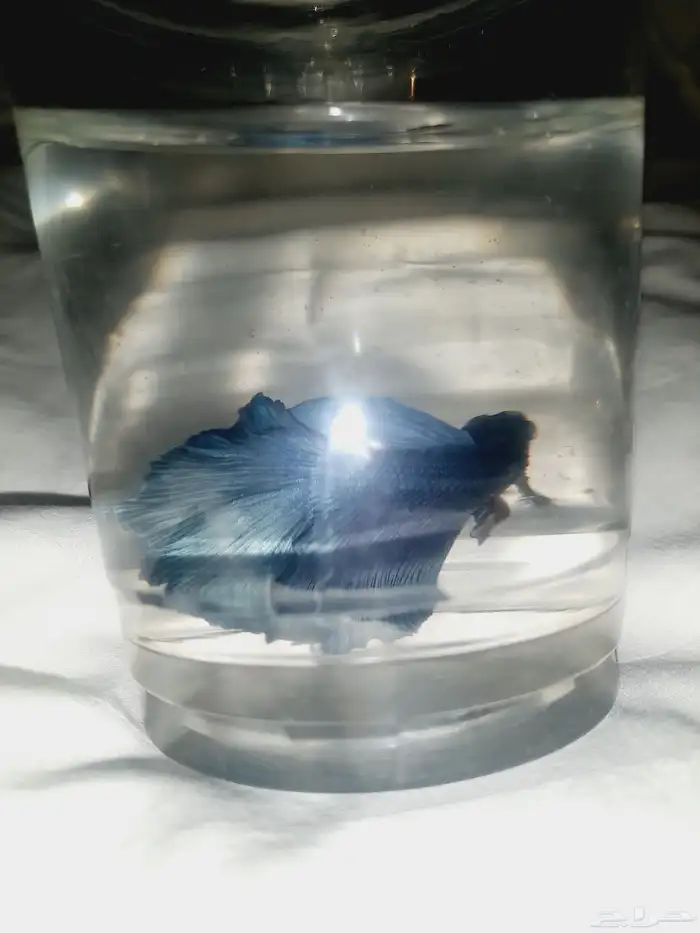 سمك الفايتر 2