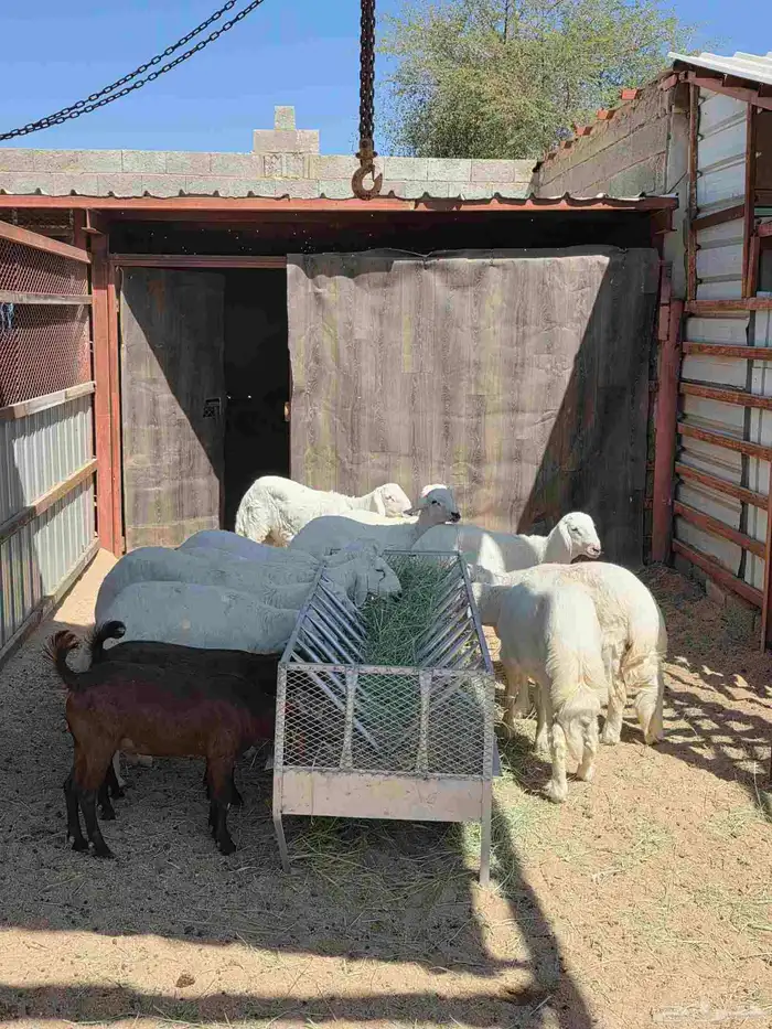 ذبايح النشاما 4