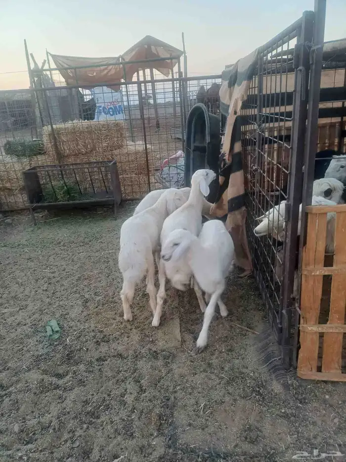 رخال مقاني للبيع 1