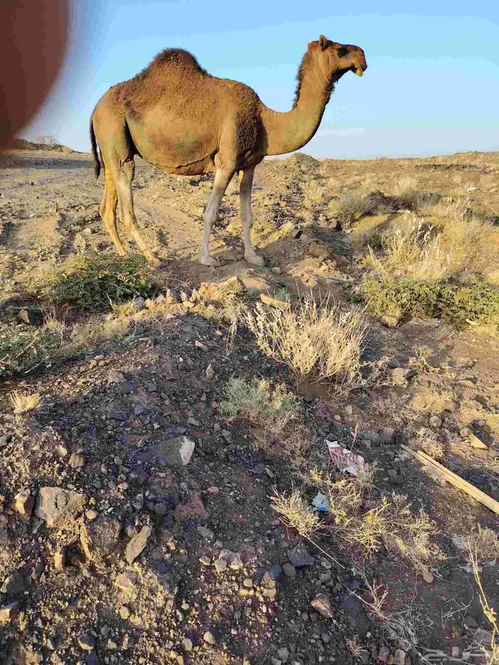 ذود بمعداتها شماليات وفيها باكستانيات 1