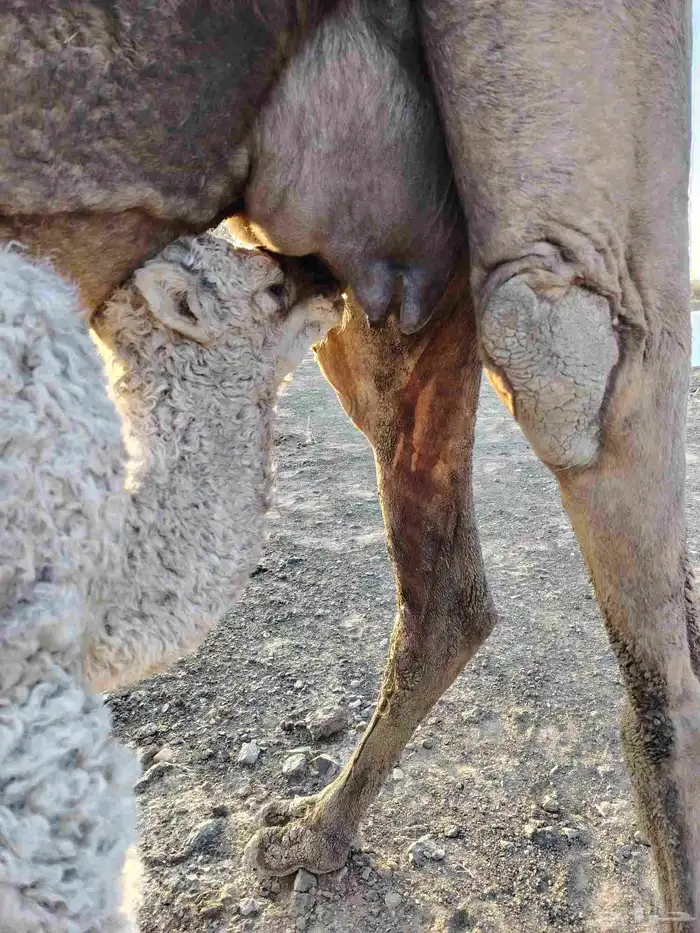 ذود بمعداتها شماليات وفيها باكستانيات 14