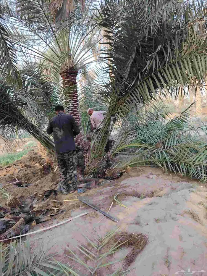 فسيل خلاص ب30 ريال العرض ل3 أيام فقط مقلوع جاهز 2