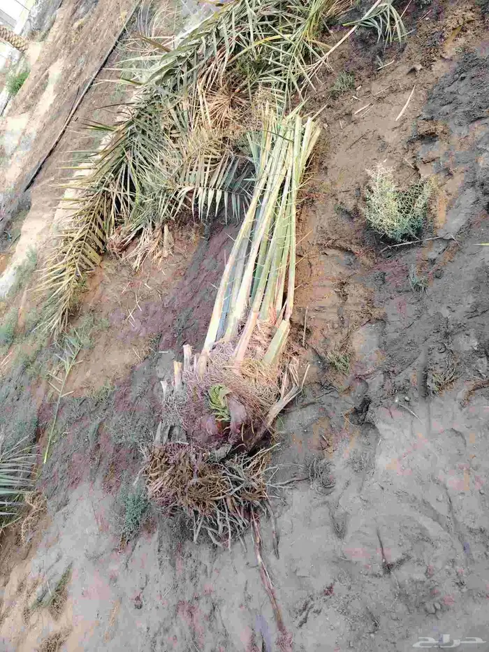 فسيل خلاص ب30 ريال العرض ل3 أيام فقط مقلوع جاهز 1